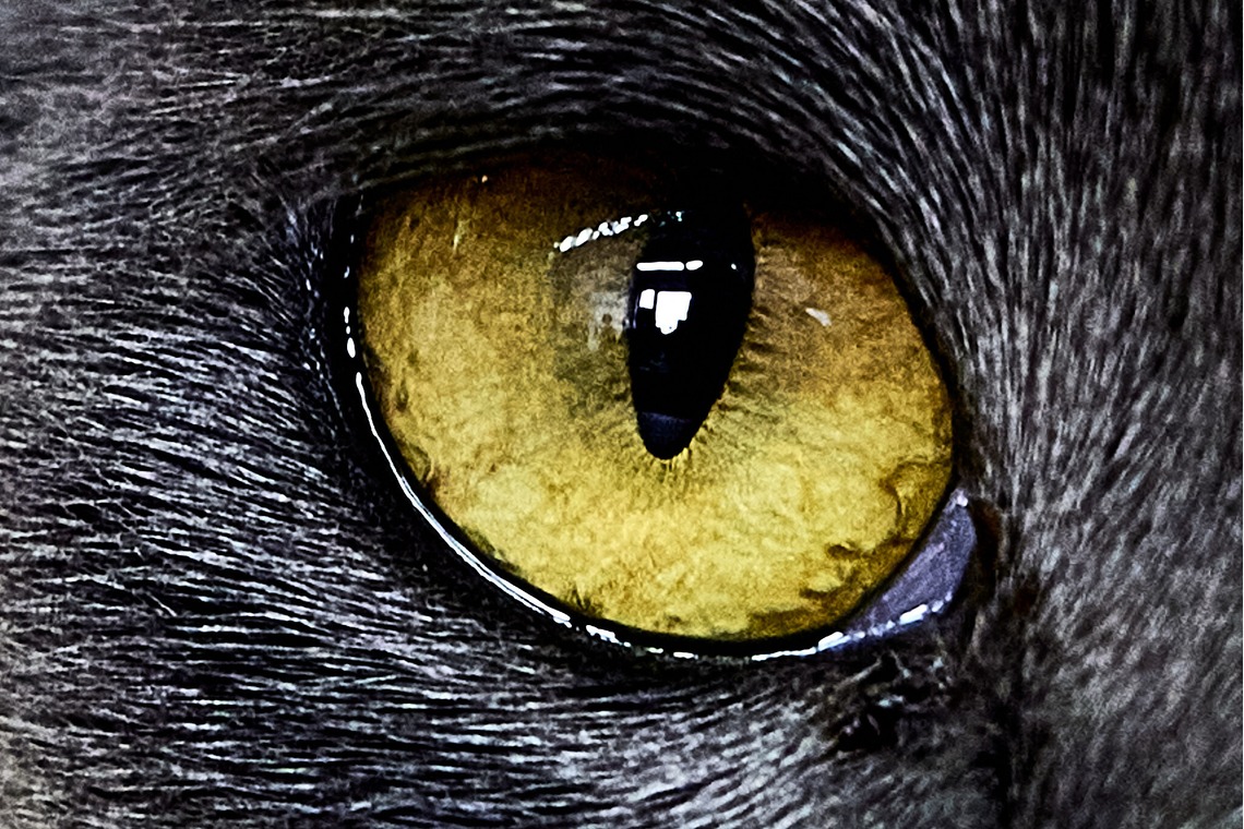 有限会社エルフラットが撮影した「猫カフェ」の写真