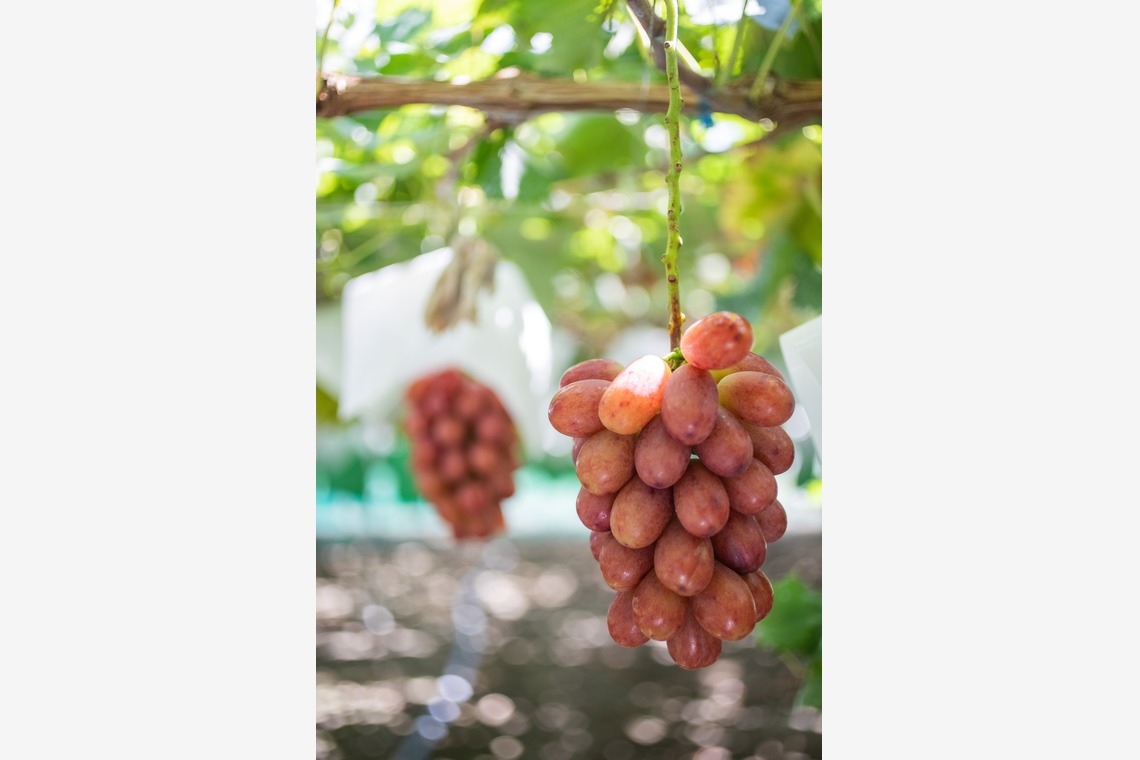 大森美紗生が撮影した写真のアルバム「農園宣材写真」