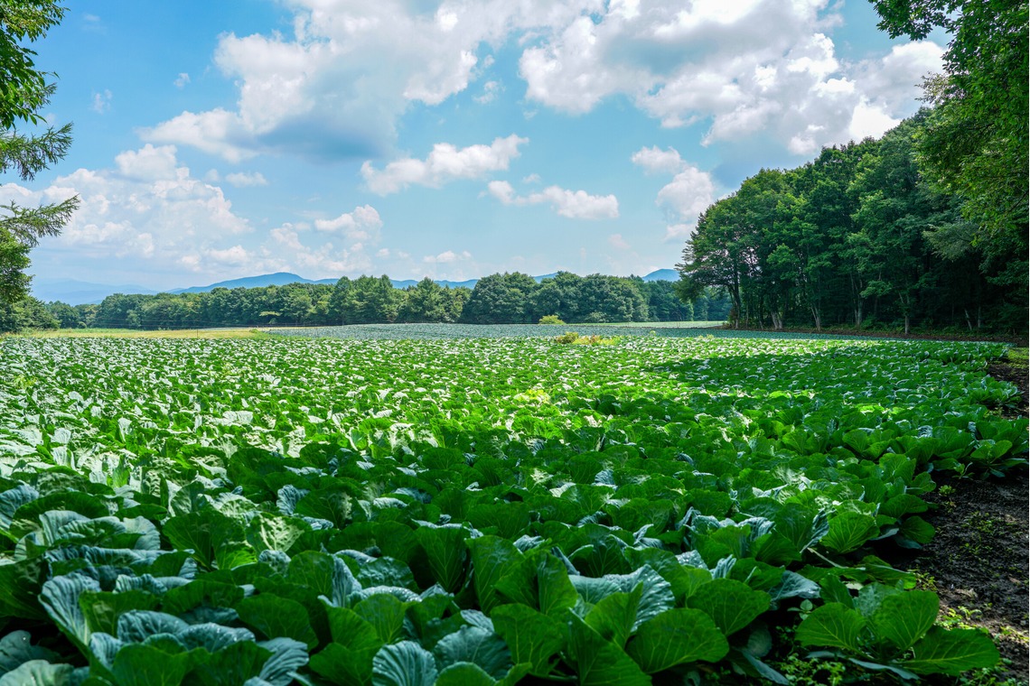 KurickMarry結婚相談所 丨 栗山　稔が撮影した写真のアルバム「風景」