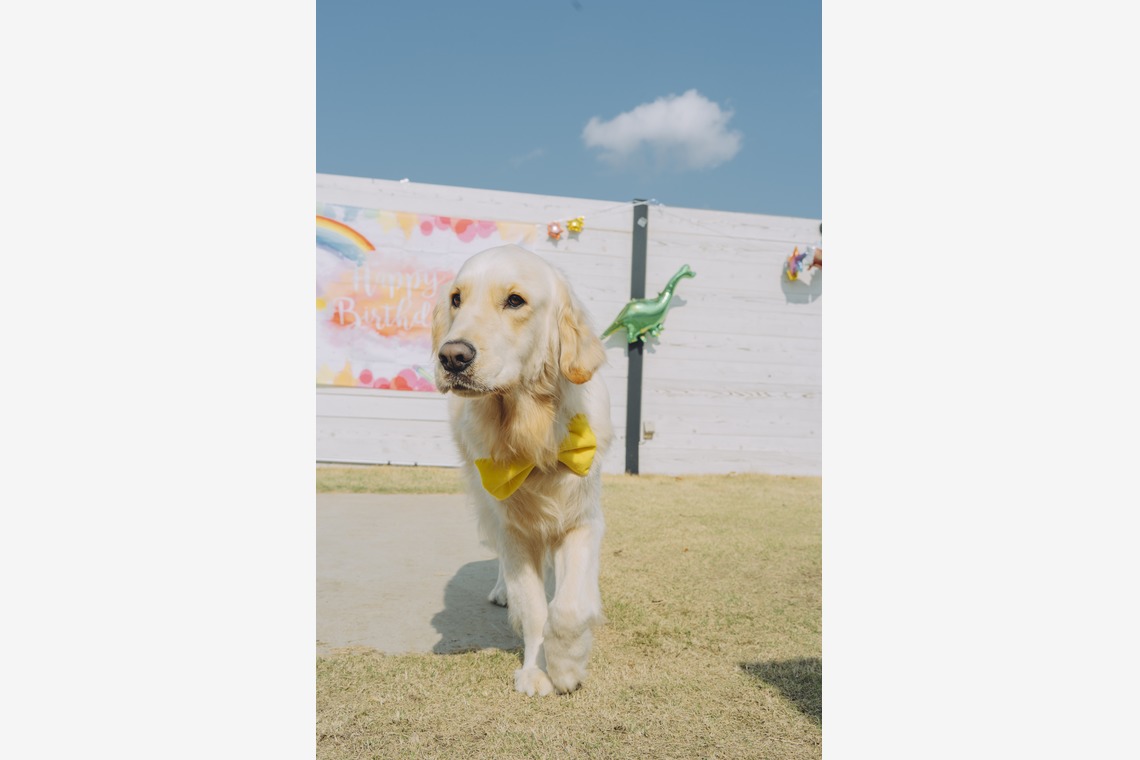 Keiphotoが撮影した写真のアルバム「ペット撮影（ご自宅やロケーション）」