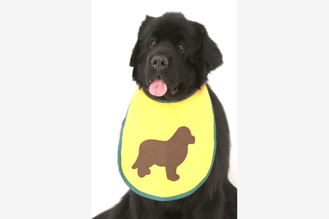 Hiroが出張撮影した家族写真(キッズ,ベビーフォト)などが写った「ペット撮影」の家族写真