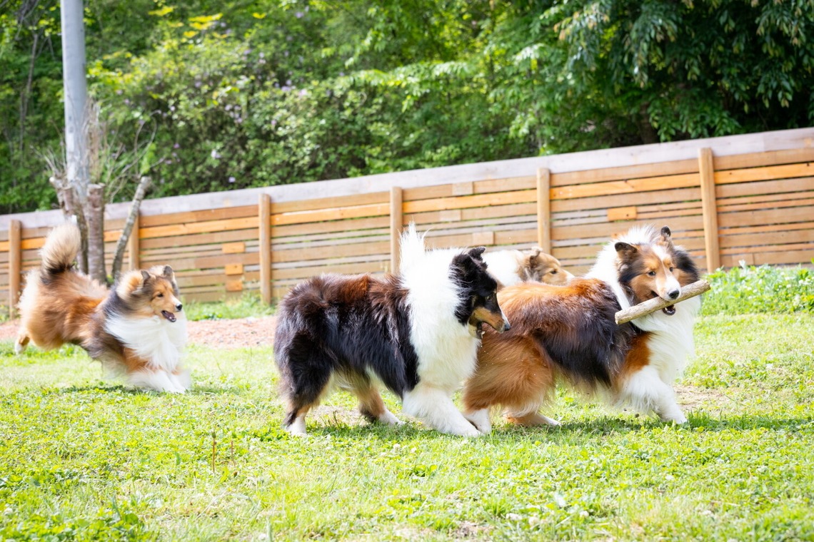 LUCE PHOTO WORKSが撮影した「ペット」の写真