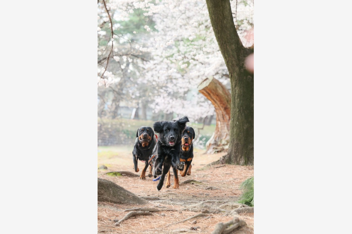 株式会社Neo-Smile 「locationbreeze」高橋 徹が撮影した「ペット」の写真