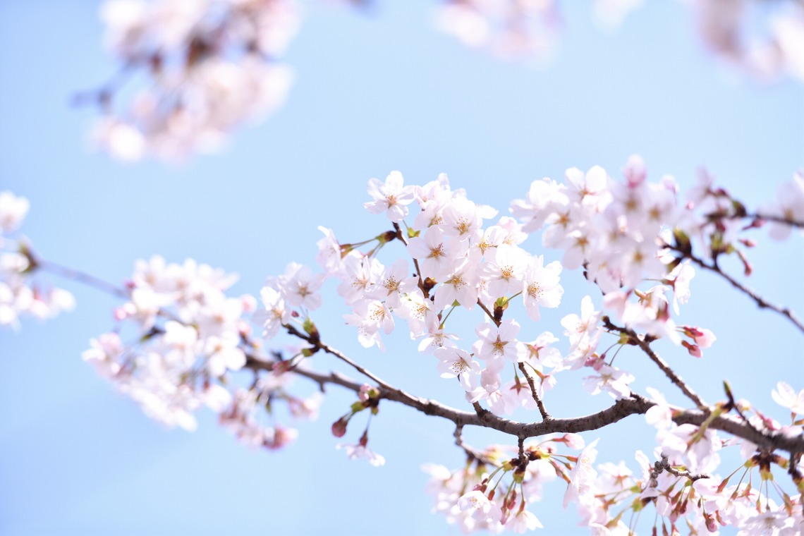 ライトステージ