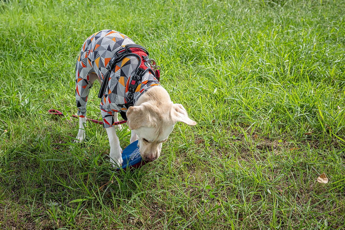 吉田佳央が撮影した「DOG SHOOTING」の写真