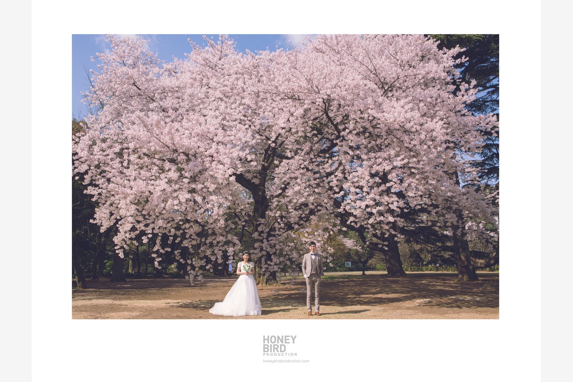 Honeybird Production Wedding Photographyが撮影した写真のアルバム「ロケーション撮影@日本」