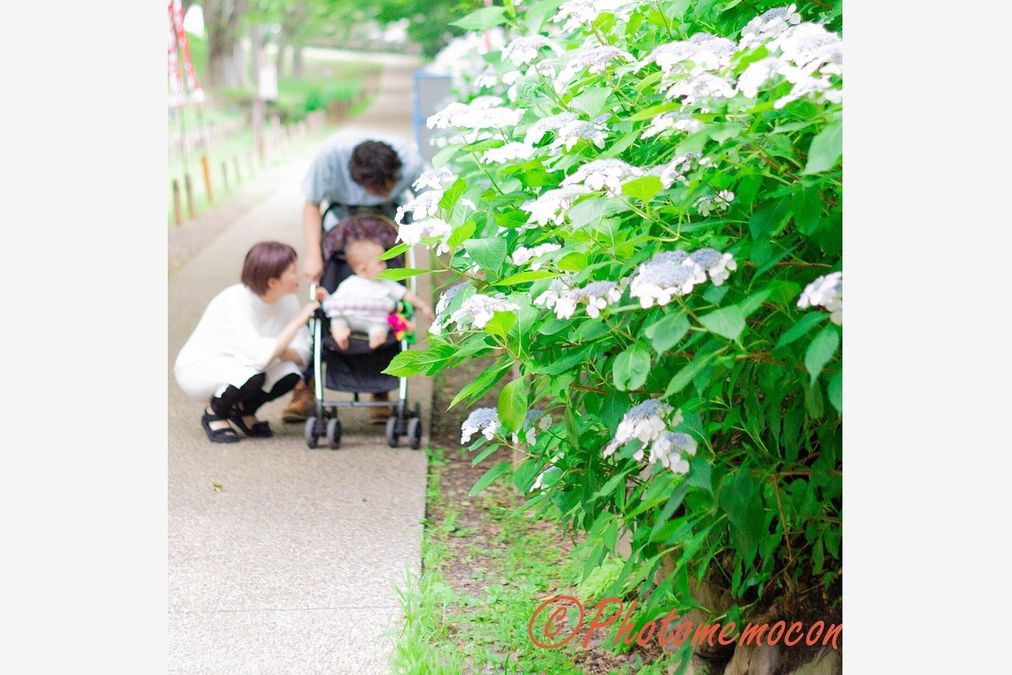 Album of the Wedding, Bridal taken by Photomemocon - 