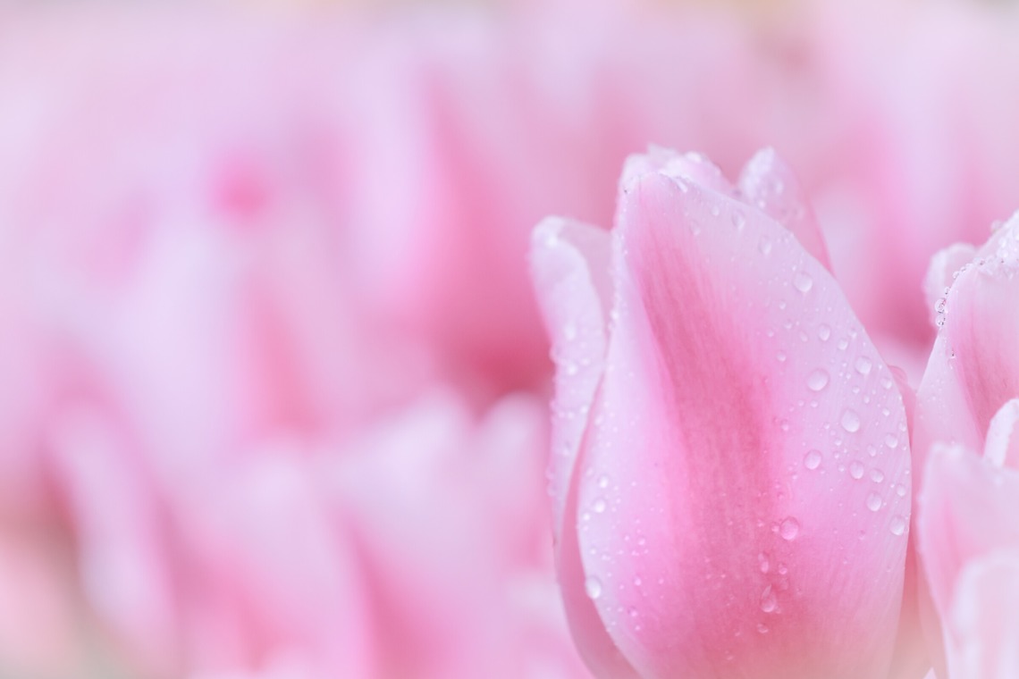 今井広樹/スタジオプランタン/日本写真家協会 会員が撮影した「イメージスナップ」の写真