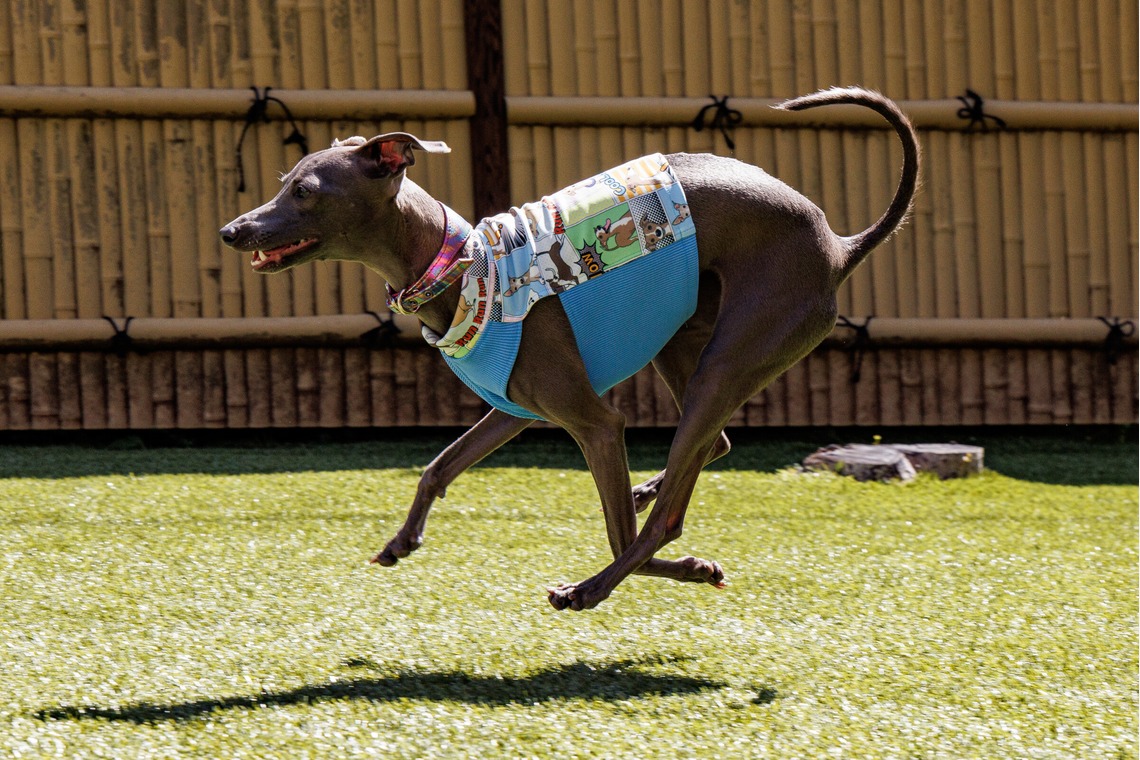 猫田晃広が撮影した「わんちゃん撮影」の写真