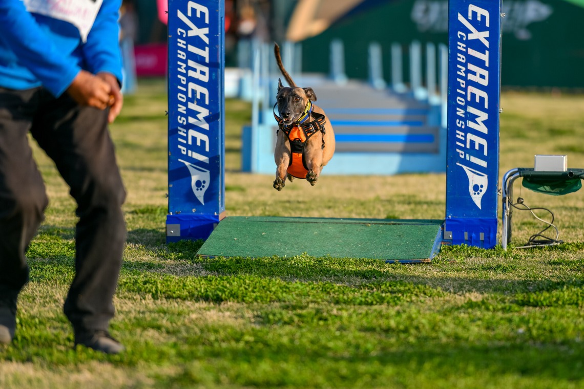 スタジオファンタスが撮影した写真のアルバム「ドッグスポーツエクストリーム」
