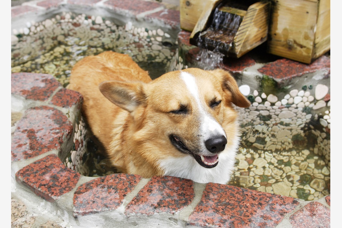 森安　照が撮影した「ペット撮影（犬・猫）」の写真