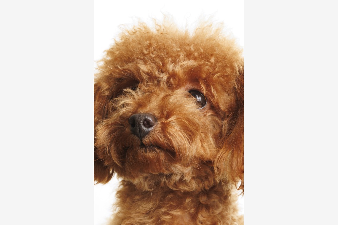 minephoto/大峯写真事務所が撮影した「ポートフォリオ」の写真