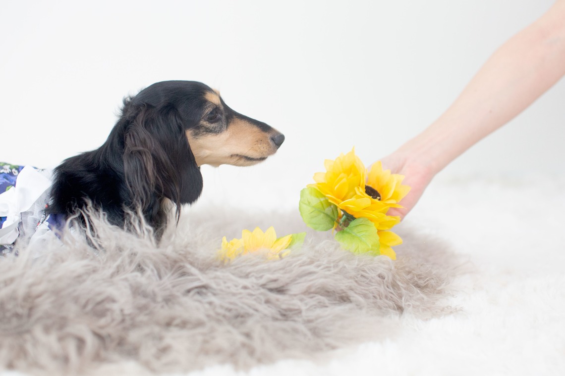 荒畑けいこが出張撮影した家族写真(キッズ,ベビーフォト)などが写った「AMIクラウドファンディング撮影会（ペット撮影）」の家族写真