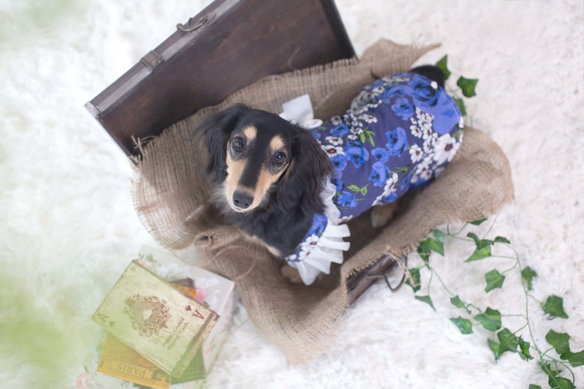 荒畑けいこが撮影した家族写真(キッズ,ベビーフォト)のアルバム「AMIクラウドファンディング撮影会（ペット撮影）」