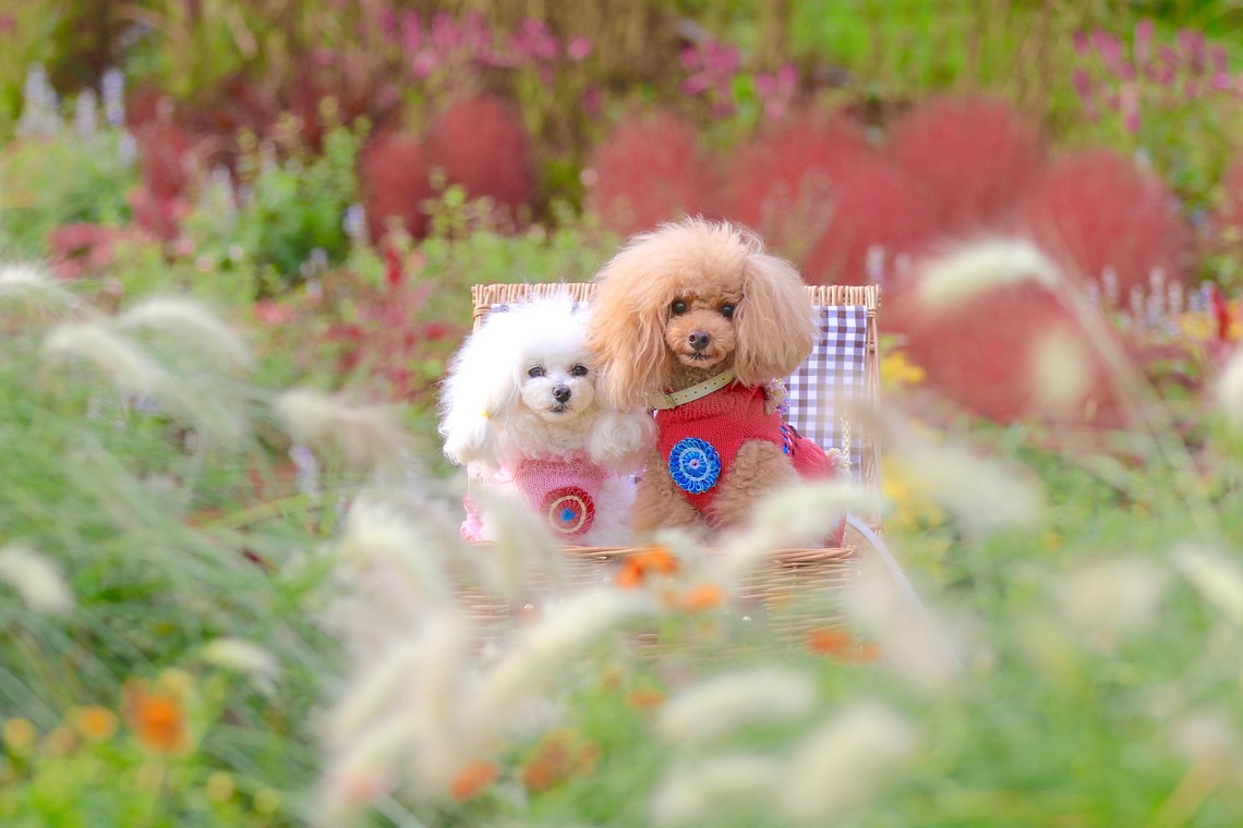 高橋 透（Coo&Sea STUDIO代表）が撮影したその他のアルバム「大花壇de撮影会／秋＠横浜」