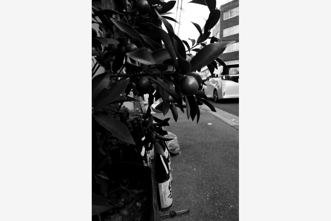 Green Backasが撮影した「MATT」の写真