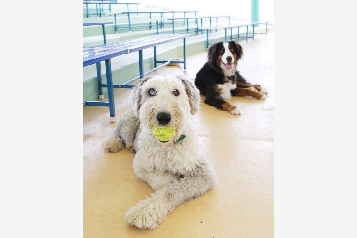森安　照が撮影した写真のアルバム「ペット撮影（犬・猫）」