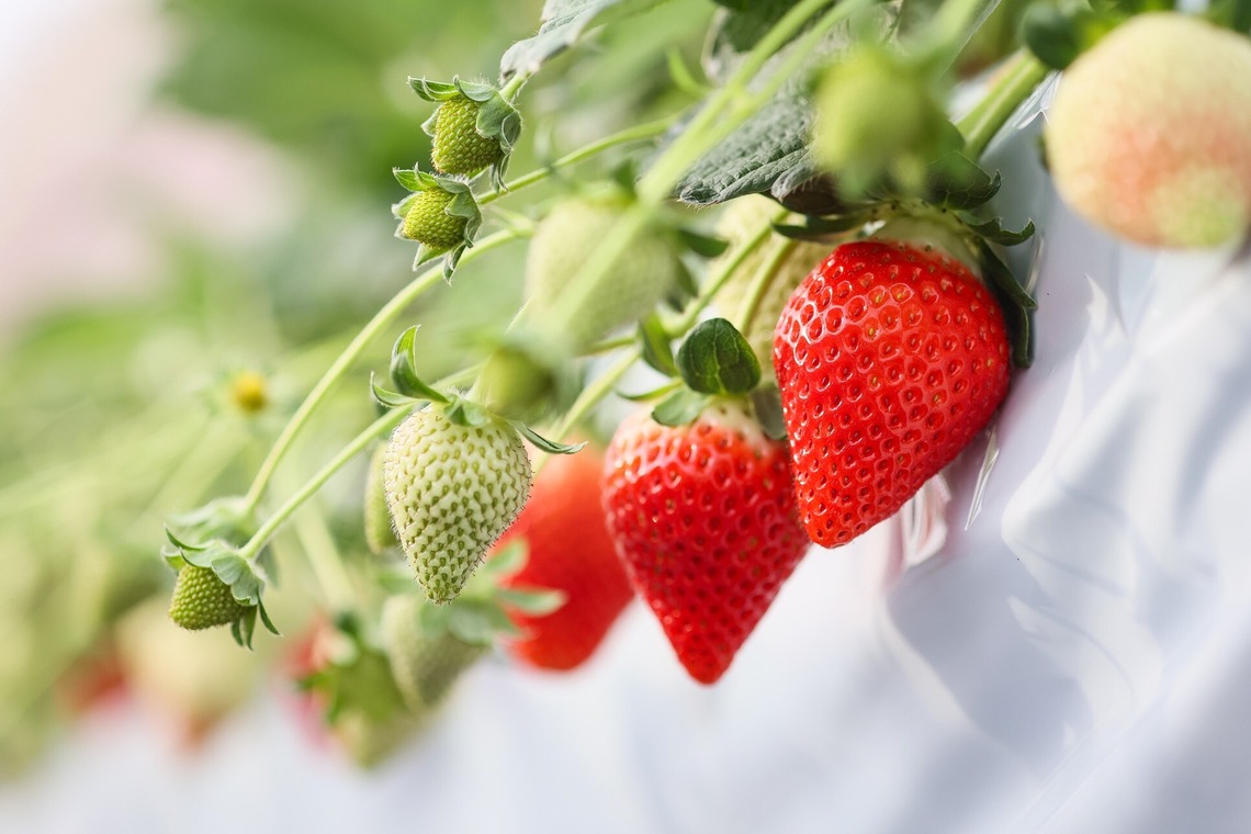 株式会社Neo-Smile 「locationbreeze」高橋 徹が撮影した写真のアルバム「かがやきいちご園様（広告撮影）」