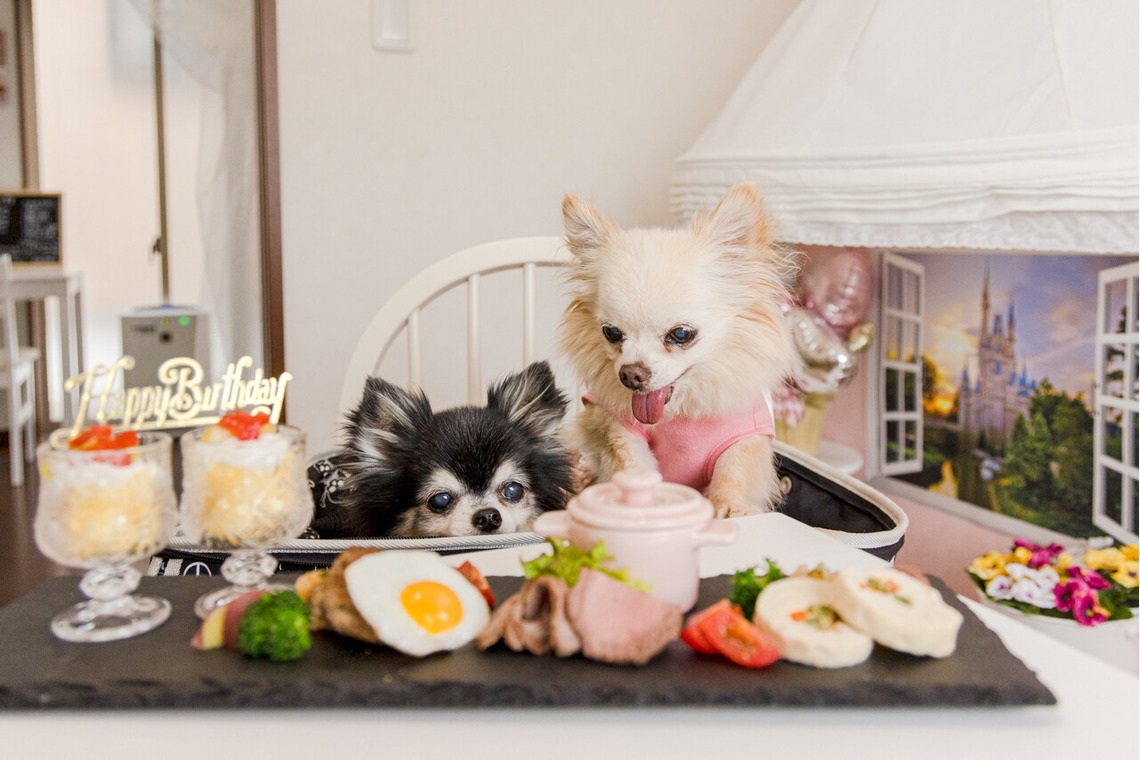 ちずカメラが撮影したその他のアルバム「ペット」