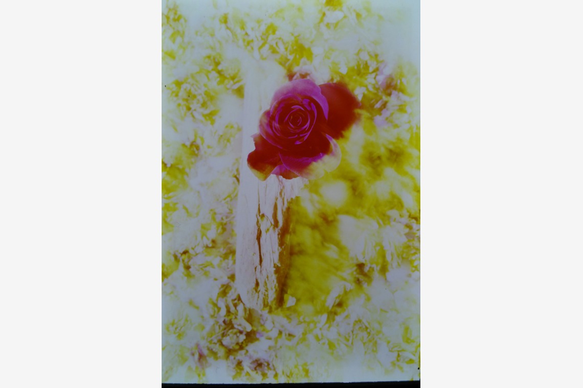 baysidecoyoteが撮影した「セカンドイメージ」の写真