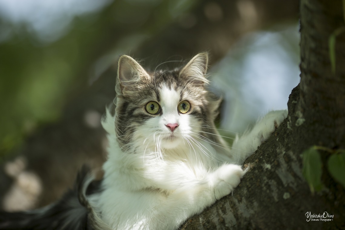 写楽堂が撮影した写真のアルバム「ペット」