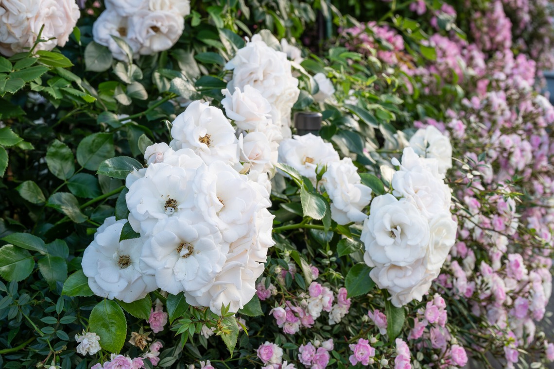 オフィス 芦野が撮影した「番外編（自宅）」の写真