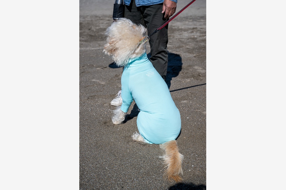 吉田佳央が撮影した「DOG SHOOTING」の写真