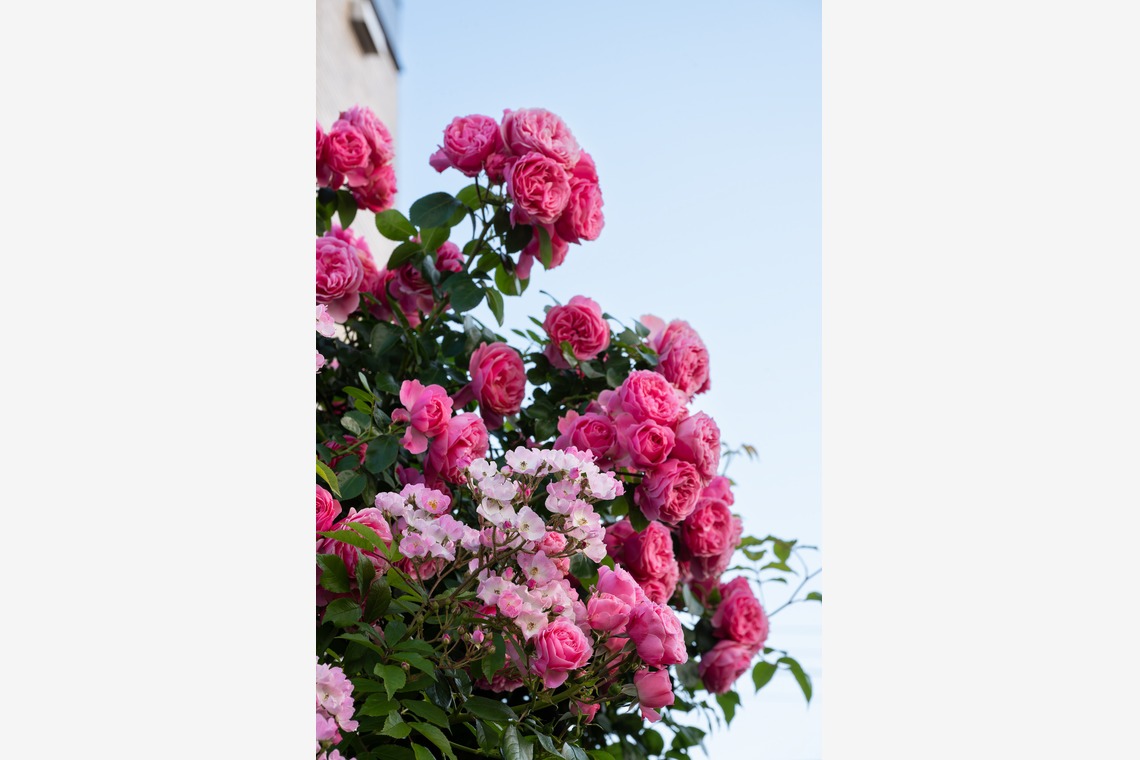 オフィス 芦野が撮影した「番外編（自宅）」の写真