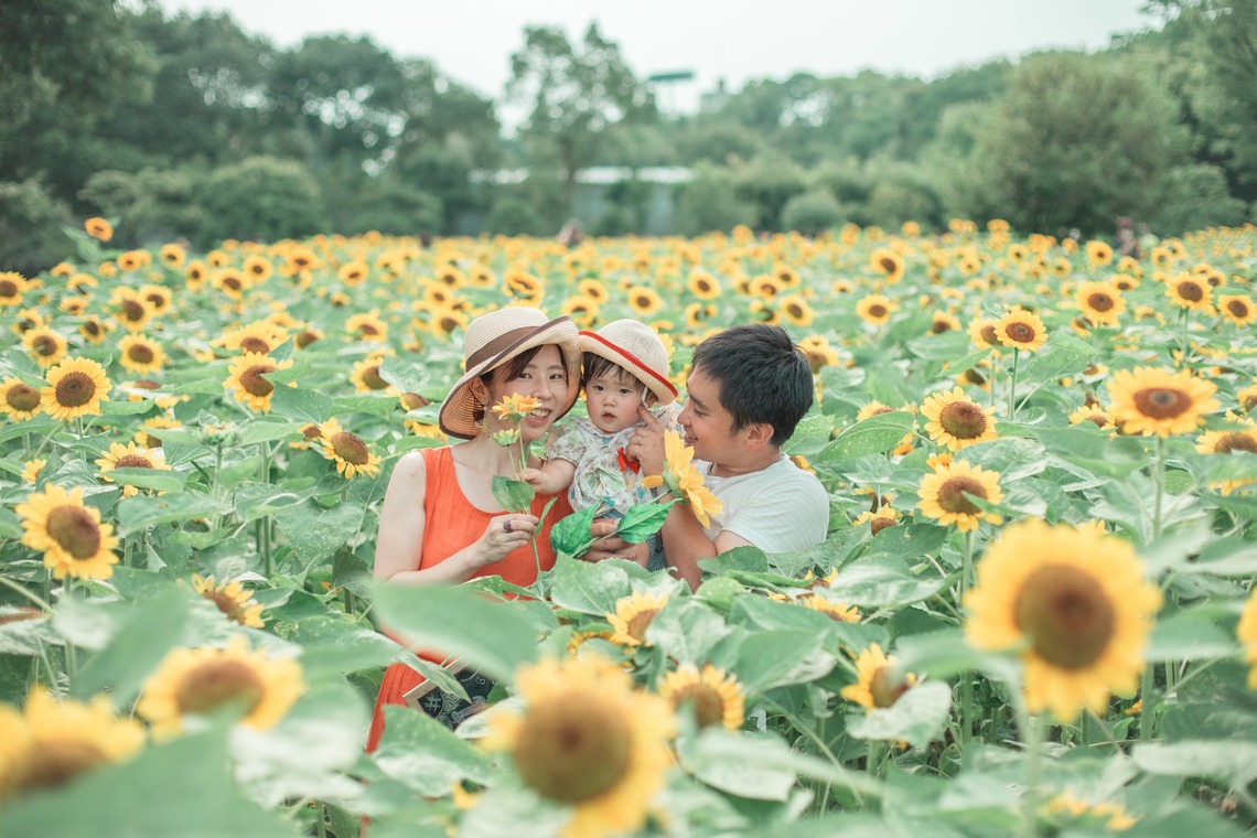 K.しんやが撮影した写真のアルバム「長居植物園のひまわり畑」