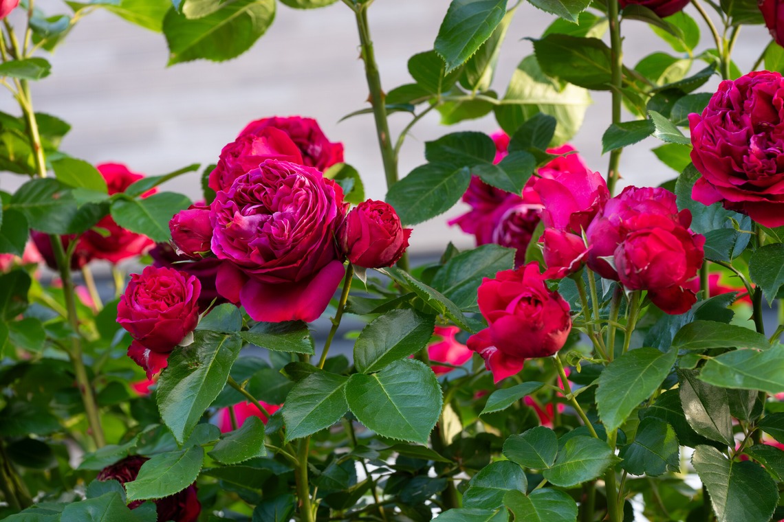 オフィス 芦野が撮影した「番外編（自宅）」の写真