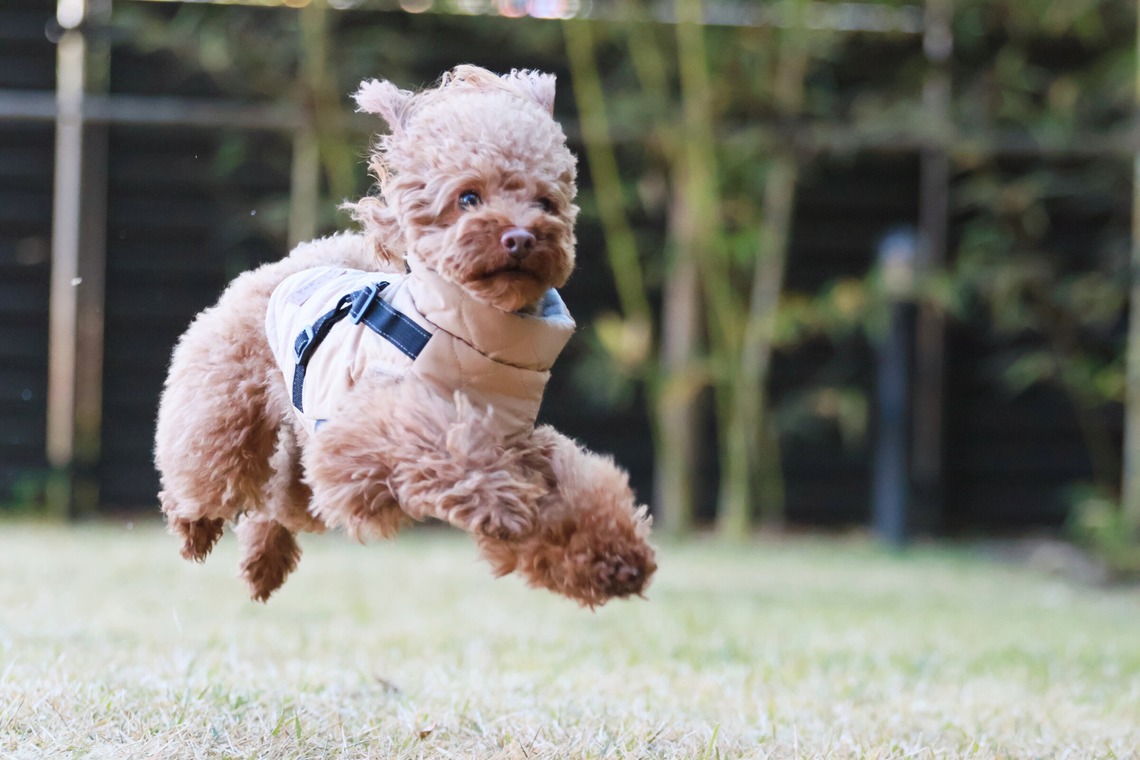 外川博己が撮影した「ペット撮影」の写真