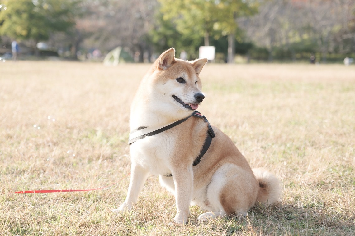 高夏写真店が撮影した写真のアルバム「家族写真の撮影」