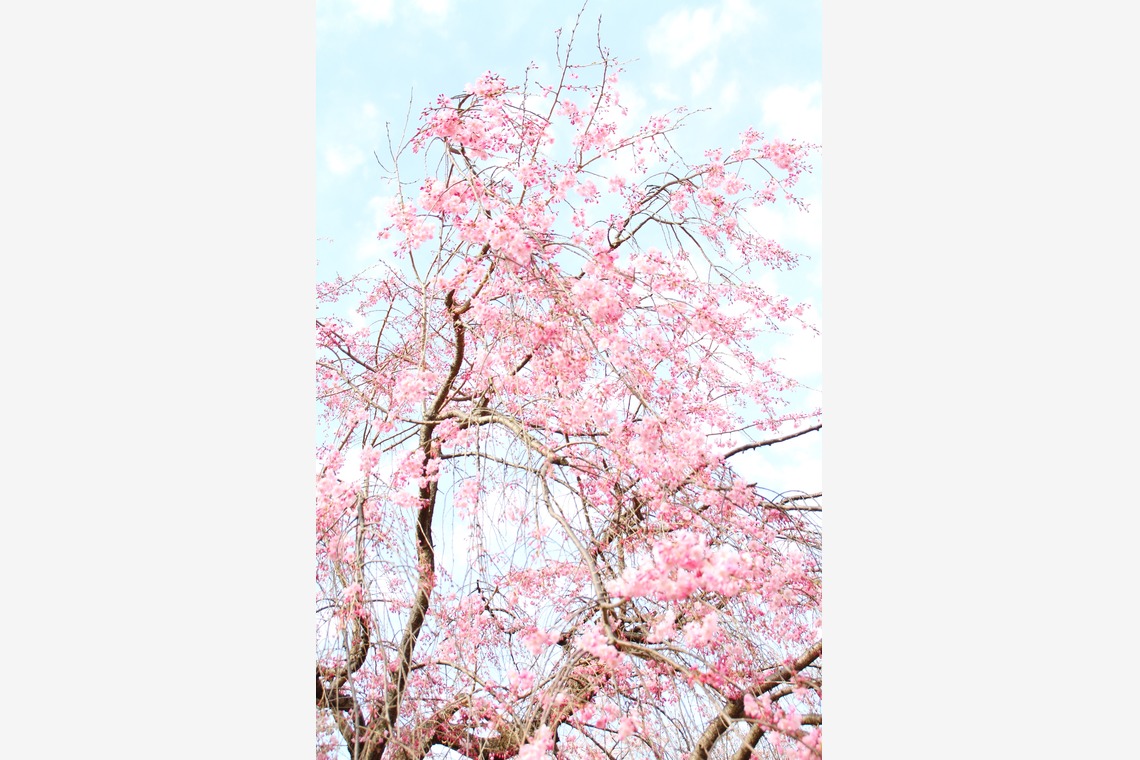 blink photoが撮影した「風景」の写真