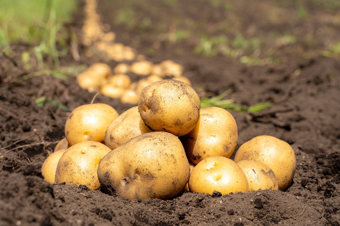石橋宙大が撮影した写真のアルバム「農家さん撮影」