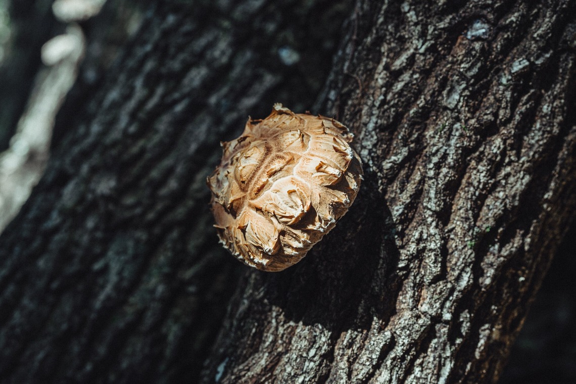 studio cactusが撮影した写真のアルバム「農家 - 風景／商品／人物」