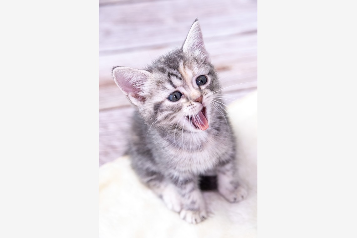 本郷直人が撮影した写真のアルバム「ブリーダー」