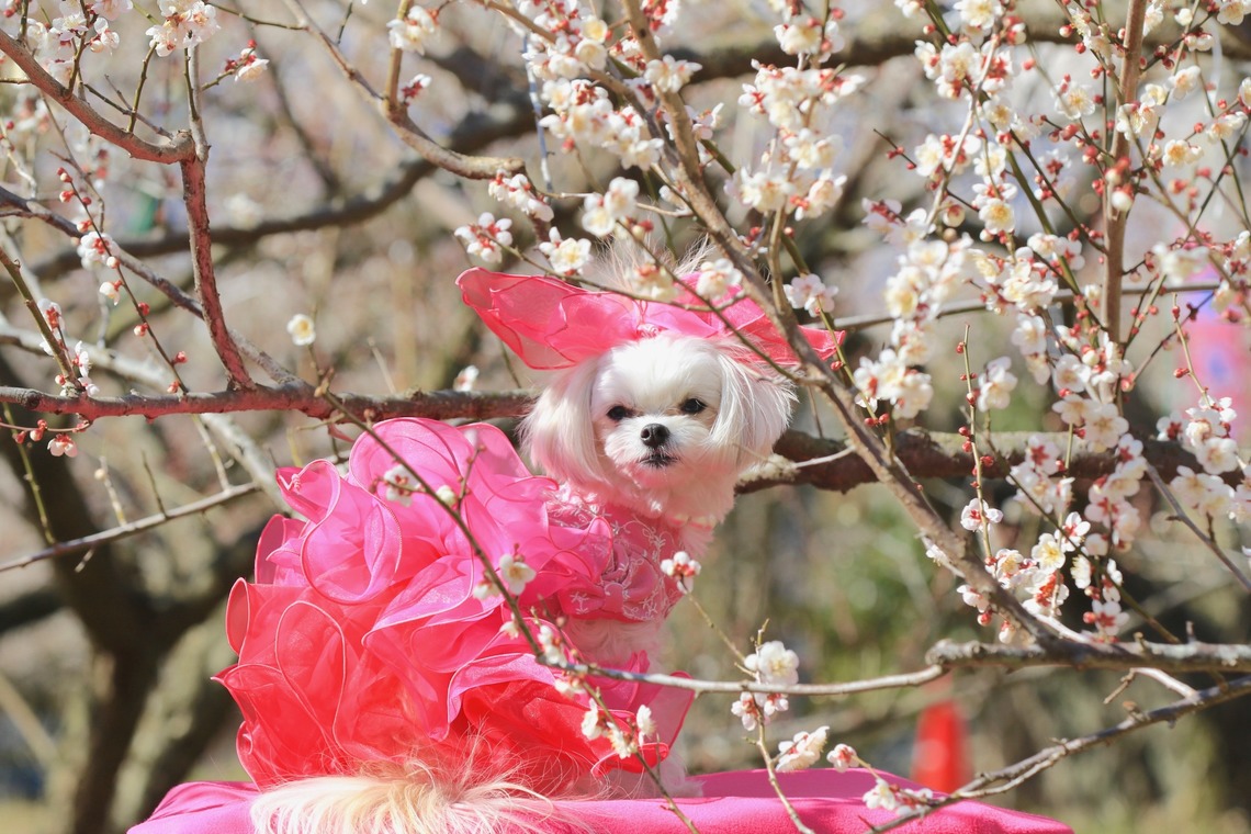 高橋 透（Coo&Sea STUDIO代表）が撮影した写真のアルバム「梅de撮影会＠小田原」