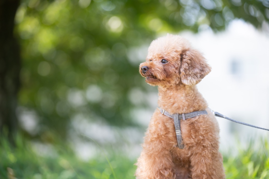 KOGA写真が撮影した「犬・わんこ撮影」の写真