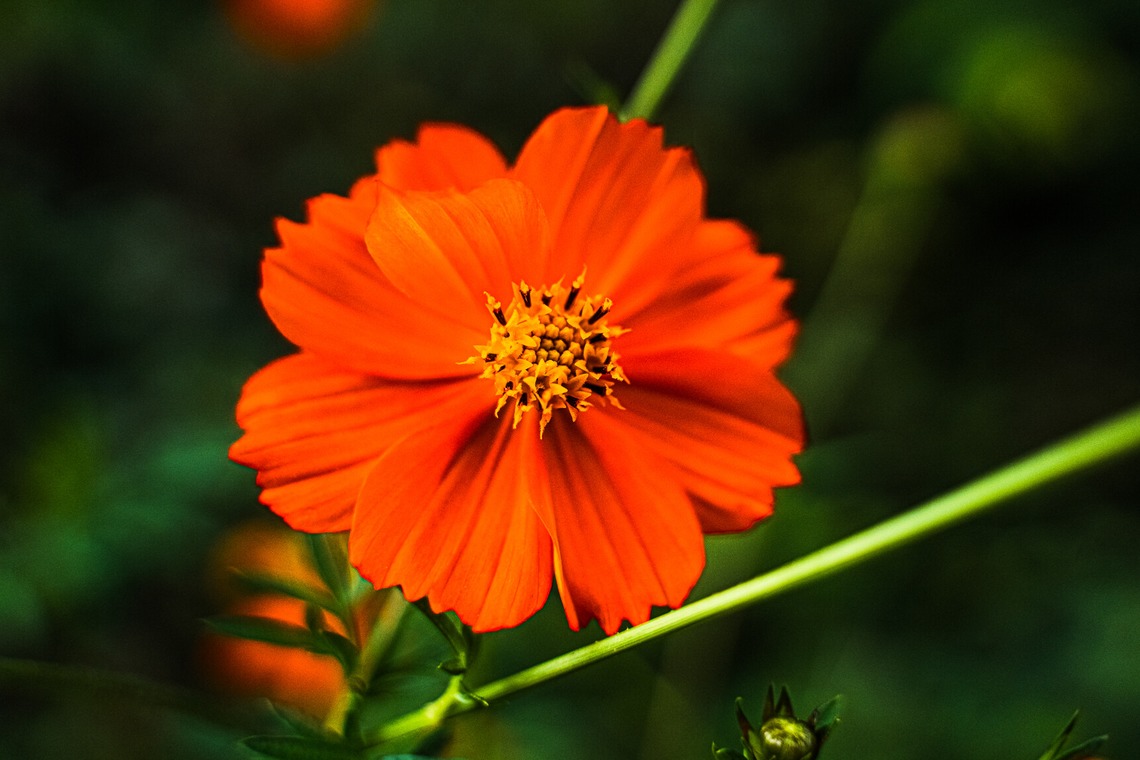 相場 友輔が撮影した写真のアルバム「物・動物など」