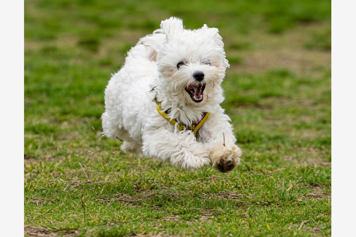 河野慈圓が撮影した写真のアルバム「ペット撮影」