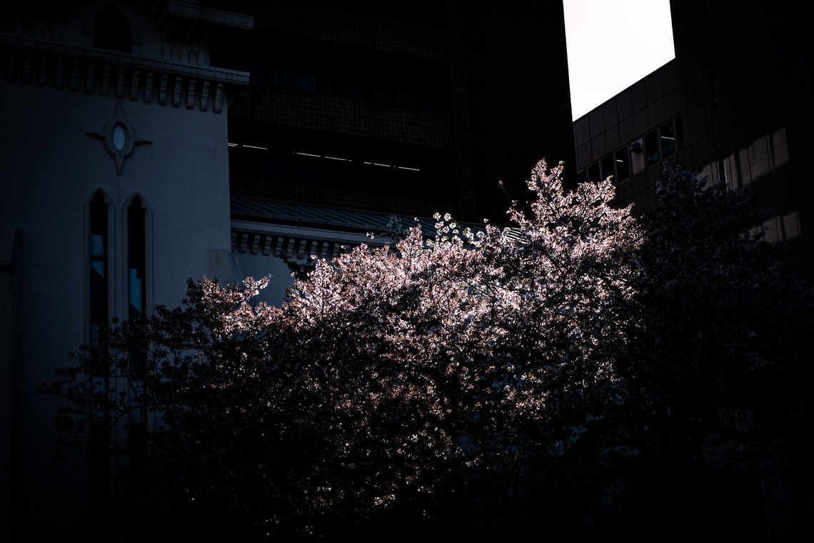 堀内 陽希が撮影した「植物」の写真