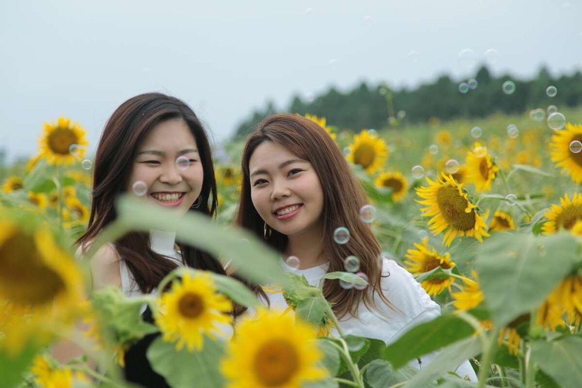 理 S PHOTOが撮影した写真のアルバム「鼻高展望ひまわり畑」