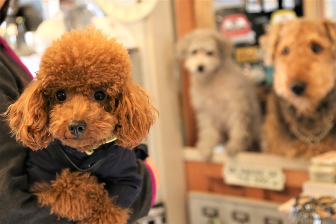 Photographer  Tomoが撮影した写真のアルバム「ペット撮影」