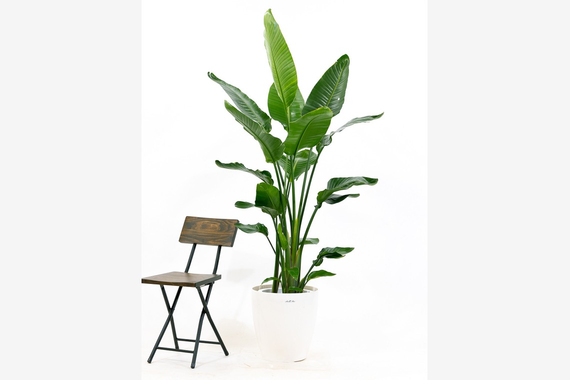 丸山太一写真事務所が撮影した「profile」の写真