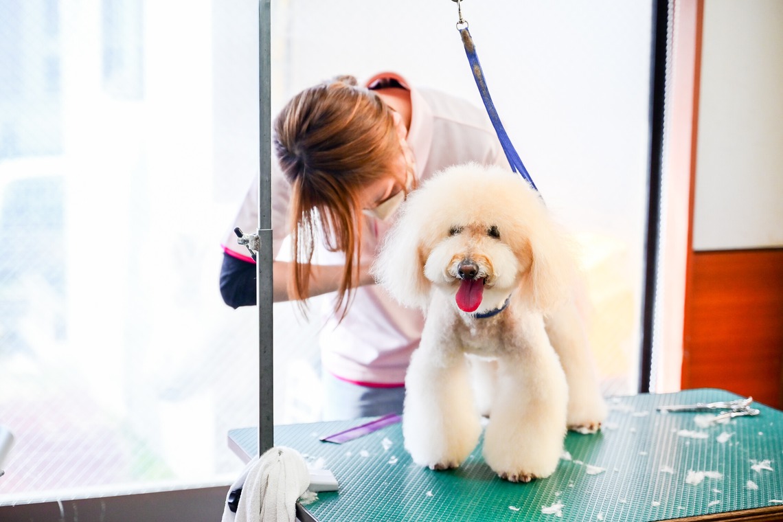 出張撮影 中村まみこが撮影した写真のアルバム「トリミングサロンHP用撮影」
