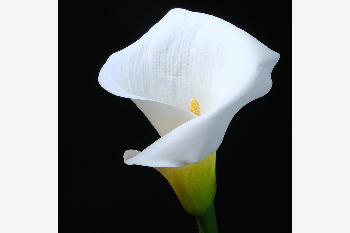 株式会社 See Hopeが撮影した「生花」の写真