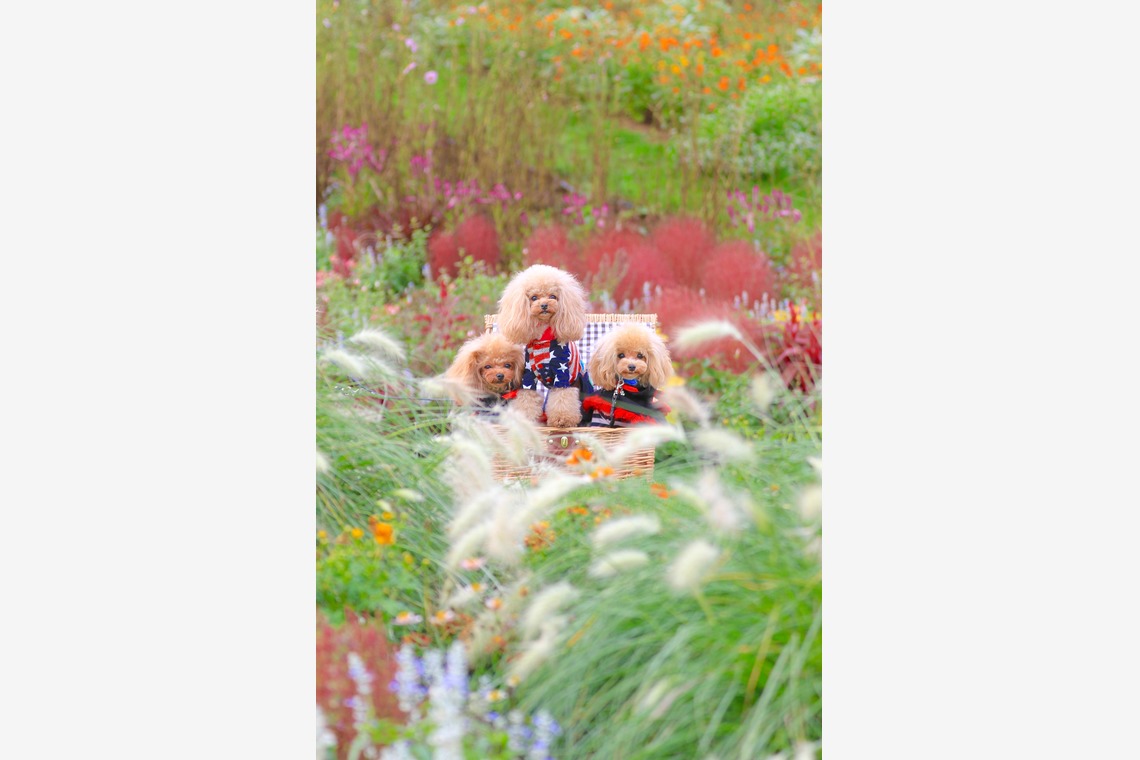 高橋 透（Coo&Sea STUDIO代表）が撮影したその他のアルバム「大花壇de撮影会／秋＠横浜」