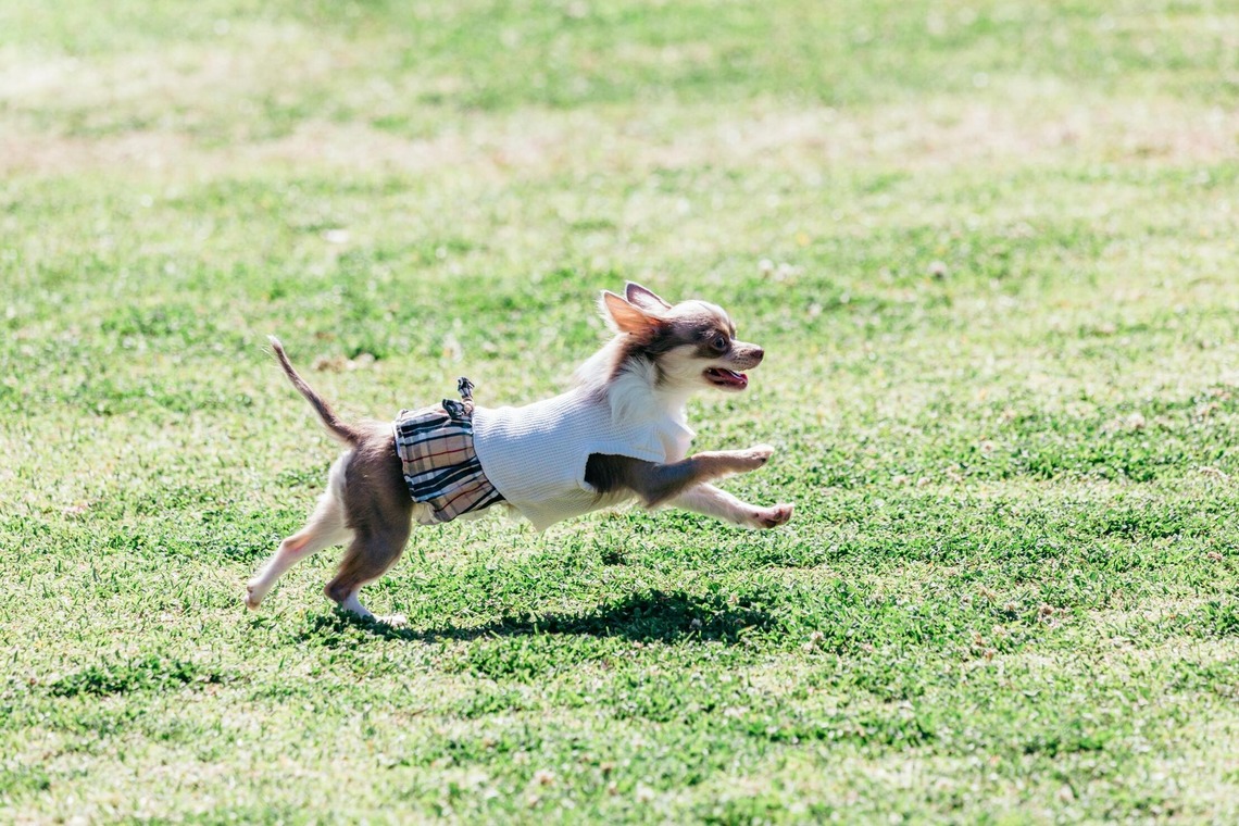 ポートレート沖縄が撮影した「ペット撮影」の写真