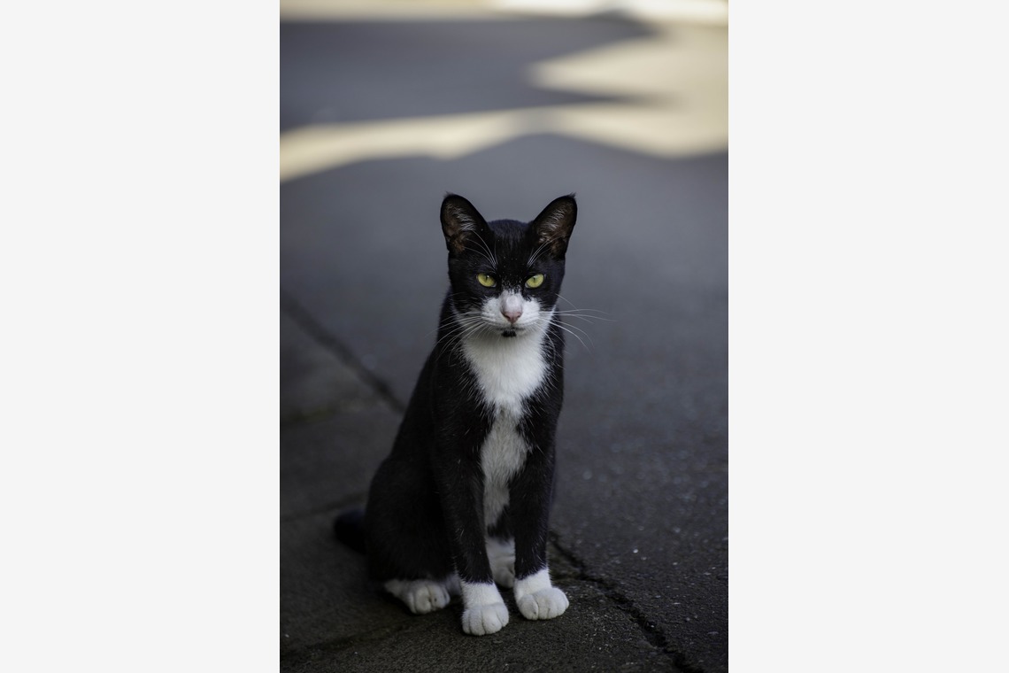 スタジオルミが撮影した成人式撮影のアルバム「スナップ」