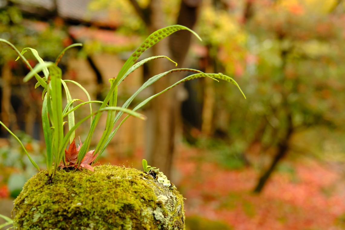 KotobukiPhotosが撮影した「花・植物」の写真
